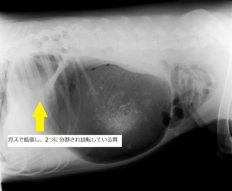 犬の胃拡張胃捻転症候群 イカクチョウイネンテンショウコウグン 急にお腹ぎ膨れてきた 吐こうとしても吐けない ペットの時間外診療は岸和田にあるガーデン動物病院へ