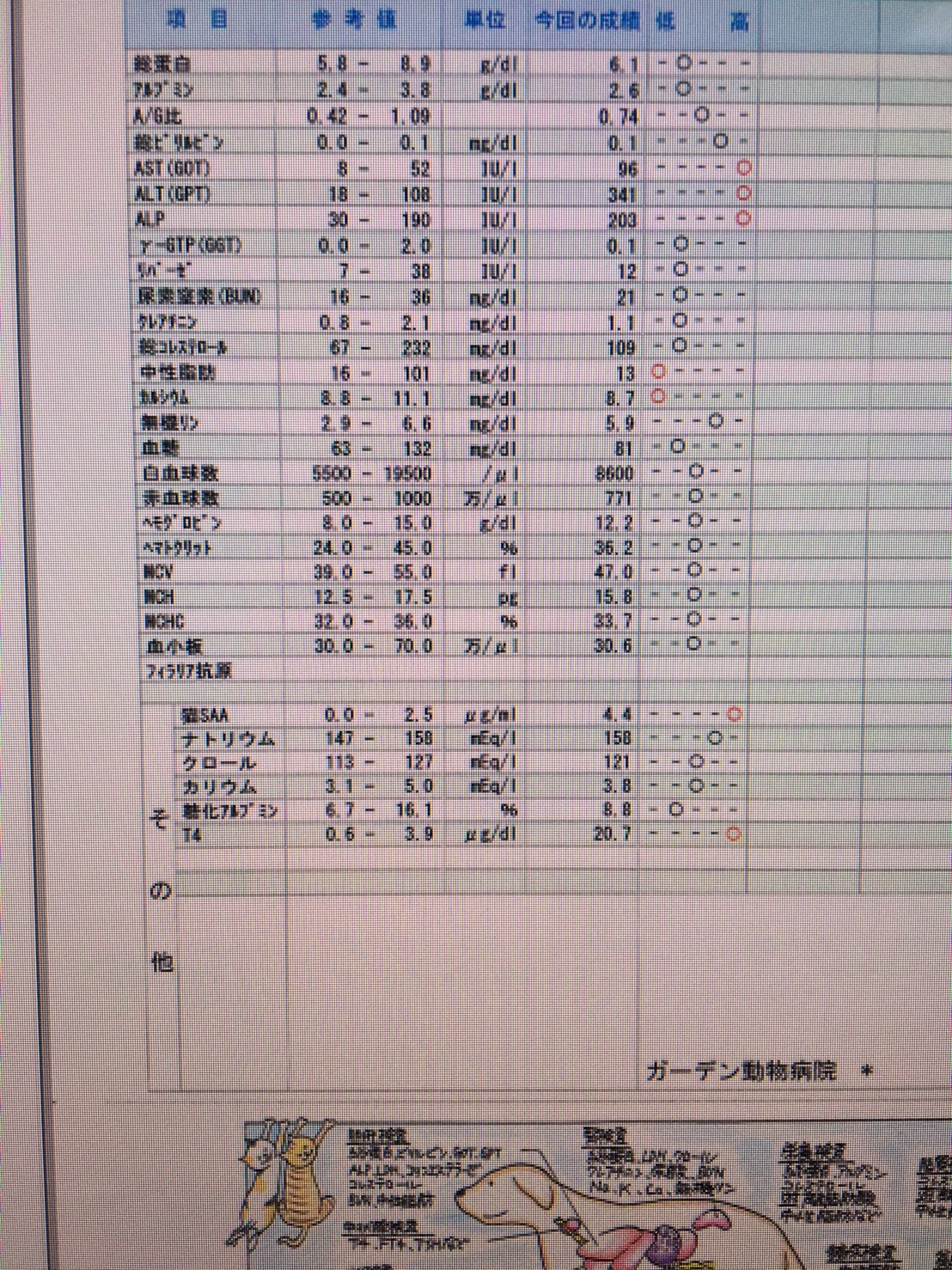 症例紹介 食べるが痩せる 甲状腺機能亢進症 ペットの時間外診療は岸和田にあるガーデン動物病院へ