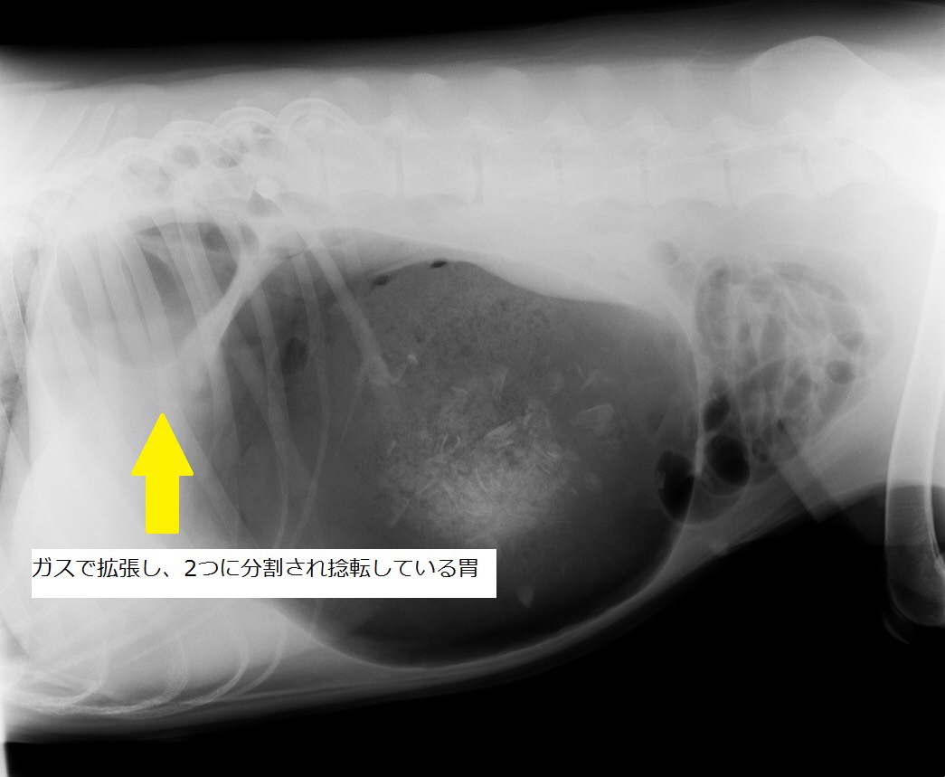 救急のサイン お腹が張っている 吐こうとするけど吐けない 犬猫の予防 診察は岸和田にあるガーデン動物病院へ