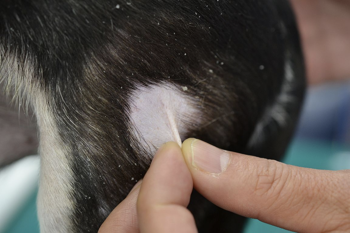 プレドニゾロン ステロイド 副腎皮質ホルモン という薬について ペットの時間外診療は岸和田にあるガーデン動物病院へ
