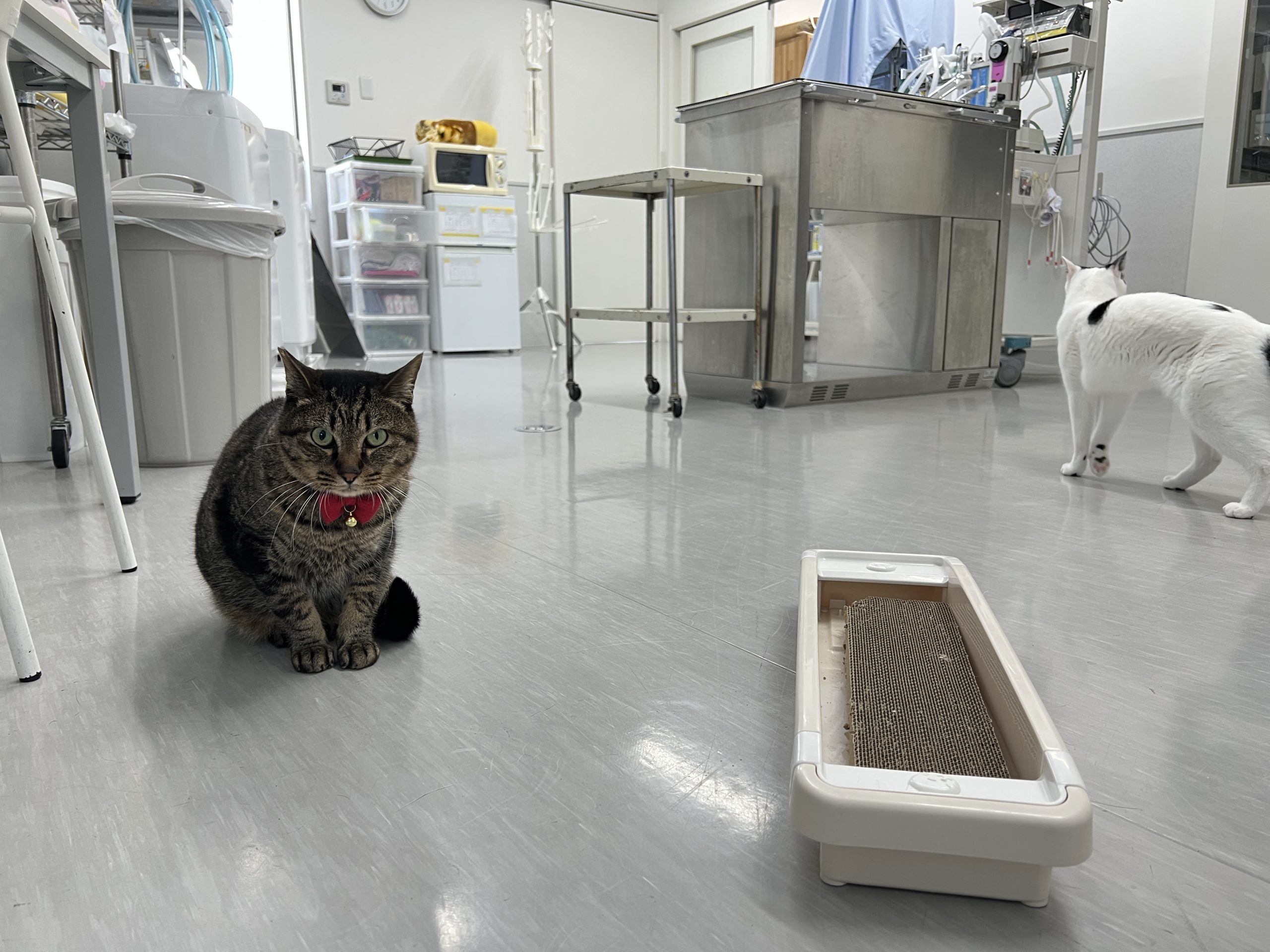 アンケートにご協力いただき ありがとうございました 犬猫の予防 診察は岸和田にあるガーデン動物病院へ