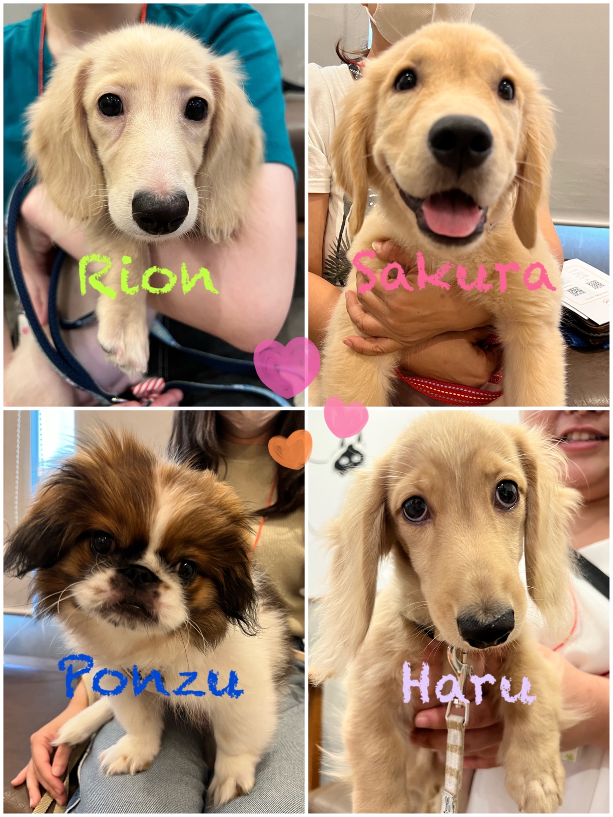 スタッフブログ | 犬猫の予防、診察は岸和田にあるガーデン動物病院へ